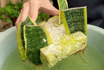 家庭养花用生根粉