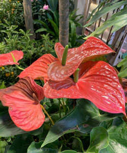 红鹅掌是什么形状