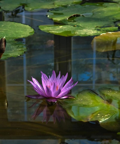 睡连什么季节开花