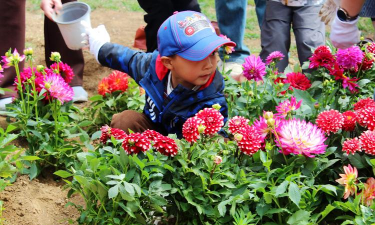 家庭养花用生根粉