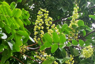 皂荚树花什么颜色