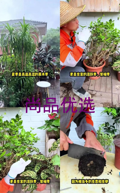 家庭养花用生根粉