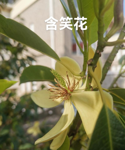 含笑花是什么属