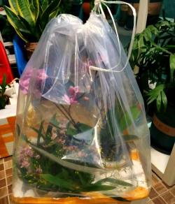 家庭养花用生根粉