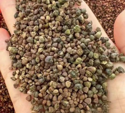 绞股蓝的种子叫什么