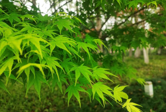 红枫夏季什么样子