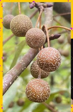 豆梨什么时候播种