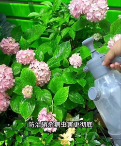 家庭养花用生根粉