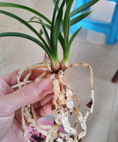 家庭养花用生根粉