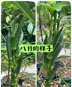 广西秋葵什么时候