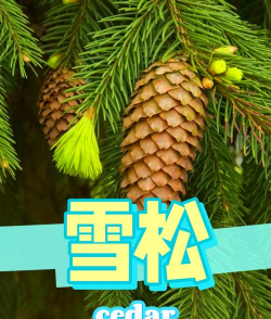 雪松怎么了
