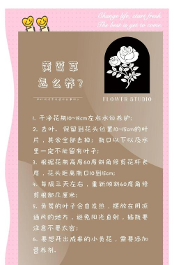 家庭养花用生根粉