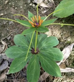 重楼盆景怎么过冬