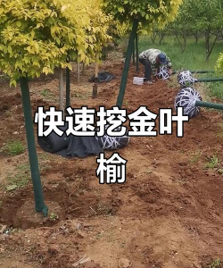 如何挖榆树