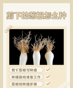 葱花根怎么种植