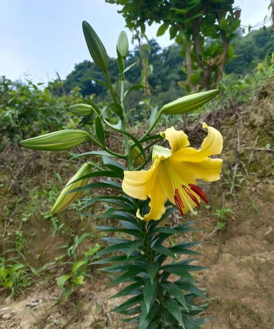 家庭养花用生根粉