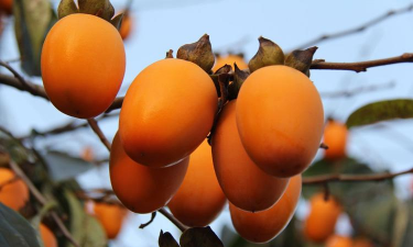 长柿子是什么品种