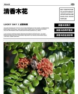 清香木花怎么识别