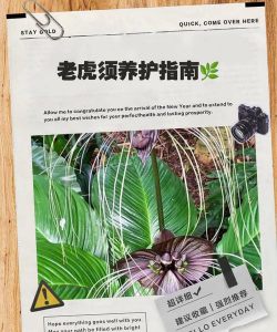 老虎须怎么养殖