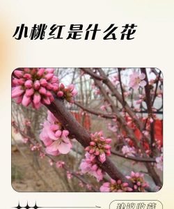 桃红花又叫什么