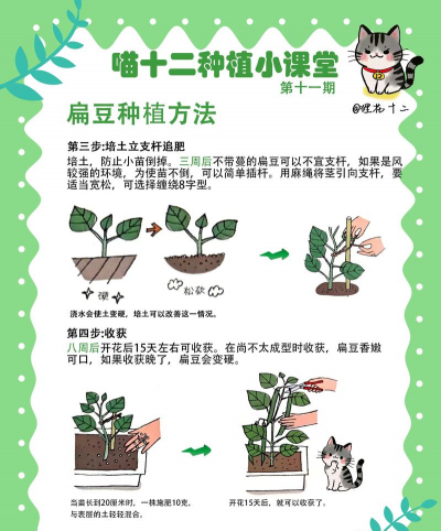 种植扁豆角注意什么