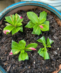 家庭养花用生根粉