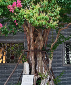 泰州乡土植物有什么