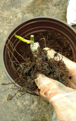 家庭养花用生根粉