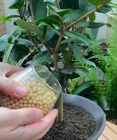 家庭养花用生根粉