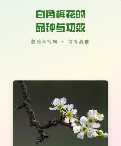 白梅花有什么品种