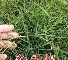 狗牙草为什么有虫
