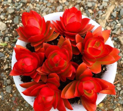 多肉火炬怎么种