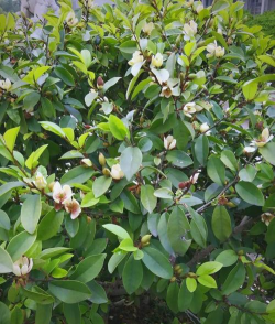 含笑叶是什么植物