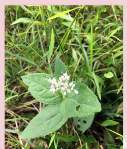 林泽兰什么类型花卉