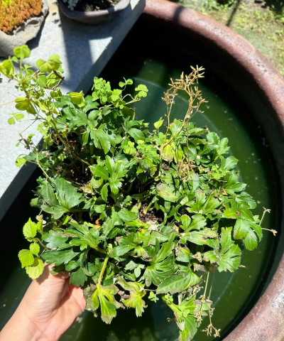 家庭养花用生根粉