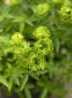 绿色的野花叫什么