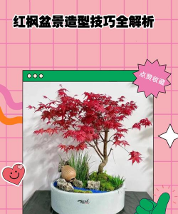 红枫怎么做花景