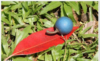 什么叫球果杜英