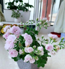 石蜡红夏天怎么养