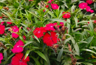 石竹梅有什么颜色