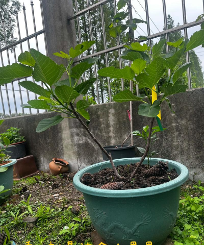 无花果盆栽怎么过冬