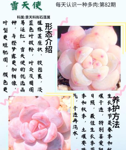 多肉天使怎么养