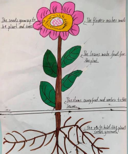 家庭养花用生根粉