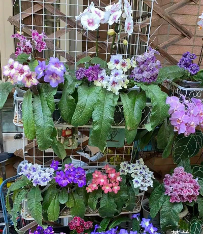 非洲堇代表什么花