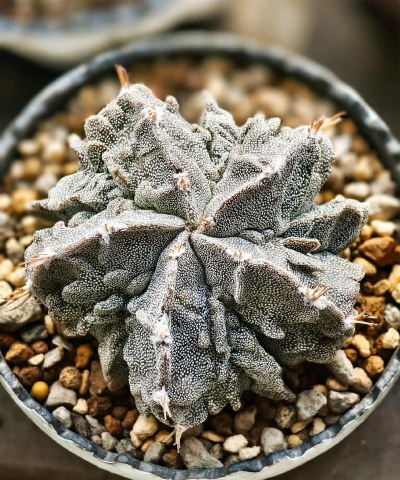 鸾凤玉和什么嫁接