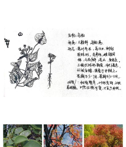 乌桕树还有什么名称