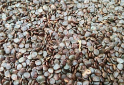 黄金果种子怎么种