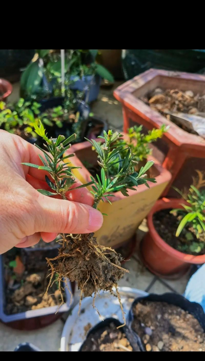 家庭养花用生根粉