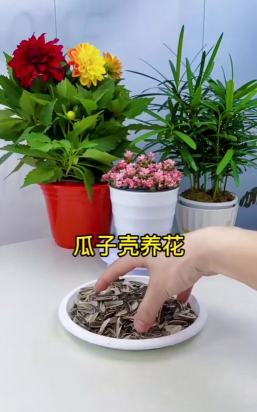 家庭养花用生根粉