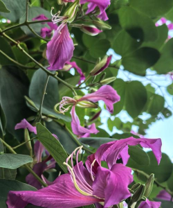 洋紫荆是什么属